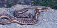 Snakes are the New, High-Protein Superfood