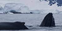Sperm Whales Resist Fatal Orca Attack With Unusual Defense: “Cloud of Diarrhea”