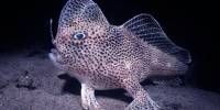 The World’s Rarest Fish Is Making A Comeback—One Ridiculous Baby At A Time