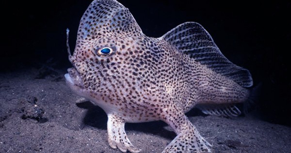 The World’s Rarest Fish Is Making A Comeback—One Ridiculous Baby At A Time